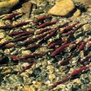 (주)연어 이미지