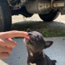 섬강농원 이미지