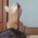 냥냥살롱 이미지