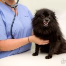 서울동물심장병원 이미지