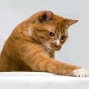 다올동물병원 이미지