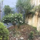 큰솔가든 이미지