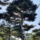 소나무푸드 이미지