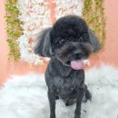 얼렁오시개 이미지