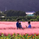 거제도 핑크뮬리 이미지