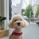 다움동물병원 | 신길 다움동물병원 강아지 건강검진 후기(내돈내산, 주의점)