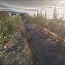 정안농장 이미지