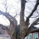 느티나무마을 이미지