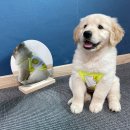 댕블리스 이미지