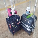 용담면 8582[48-15] | 떠나요 제주도 여행 첫째 날1: 제주김만복, 명월국민학교, 성이시돌목장