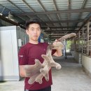 일구사슴농장 이미지