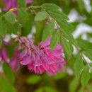 아까시나무 퍼플 로브(Robinia pseudoacacia 'Purple Robe') 이미지