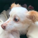 스마일양한방동물병원 이미지