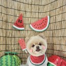 희희퍼피 이미지