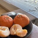 태현농장 | 태현농장 레드향 3kg 직접 먹어본 후기｜크기, 맛 만족했던 제주 레드향