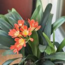 파워헬스크럽 이미지