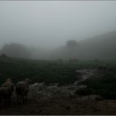 진부목장 이미지