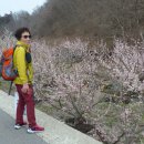 순천향매실마을 이미지