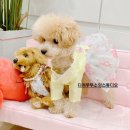 디어뚜뚜 이미지