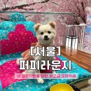 퍼피라운지 이미지