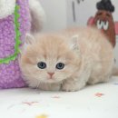 세종메디컬센터 | 세종먼치킨분양 기준에 부합한 미유펫