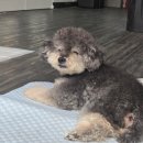 도그플랜 이미지