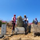 소답동204 | 창원 천주산 진달래_만개한 장관의 참꽃 군락 '22.4.12