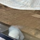피네(P-ne) 네이버블로그
