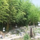 죽녹원 Daum카페