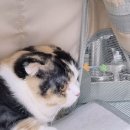 한성동물병원 이미지