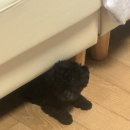 강아지네 애견하우스 | [레토] 강아지집 애견하우스 아이보리 (대) 내돈내산 후기
