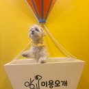 여기오개 | [내돈내산] 미용 용어 1도 모르는 견주의 영등포 '미용오개' 100점 만점 후기