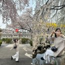 피크닉 | 현충원벚꽃 수양벚꽃 개나리 서울 벚꽃 명소 피크닉 후기