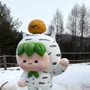 순천 나무숲 | 강원도 가볼만한곳 인제 원대리 자작나무숲 여행 후기