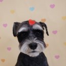 그루밍 호찌 이미지