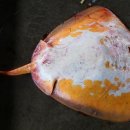 홍어사랑 이미지