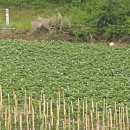 성기 농장 이미지