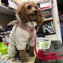 리치펫동물병원 이미지