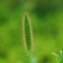 강아지풀 이미지