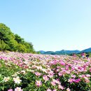 곡성-259 | (전북 임실 여행) 옥정호 작약 꽃밭 붕어 섬 생태공원 입장료, 방문 후기