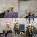 봄사랑동물병원 이미지