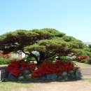 입면초등학교 이미지