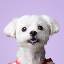 러브올스튜디오