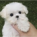 몽냥몽냥 이미지