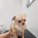 축복미용실 네이버블로그