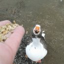 행복한오리 이미지
