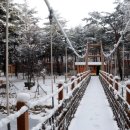 금강송 생태경영림 이미지