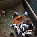 방막농장 이미지