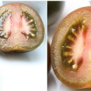 레드토마토 이미지