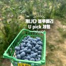 하베스트베이커리 | 밴쿠버 블루베리 따기 체험 후기 ,크라우드팜(Krause Berry Farms) U-Pick 아세요?